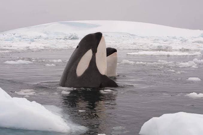 Paus Orca Sempat Terperangkap Es di Lepas Pantai Hokkaido