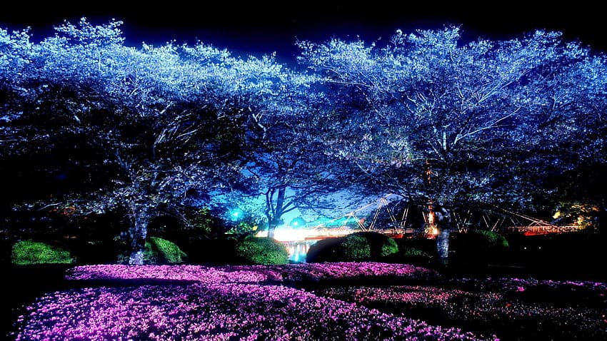 Pohon Sakura "Cahaya Bulan" Bersinar di Bawah Langit Malam