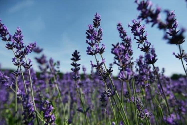 Fasilitas Hokkaido Beri Kesempatan Petik Bunga Lavender