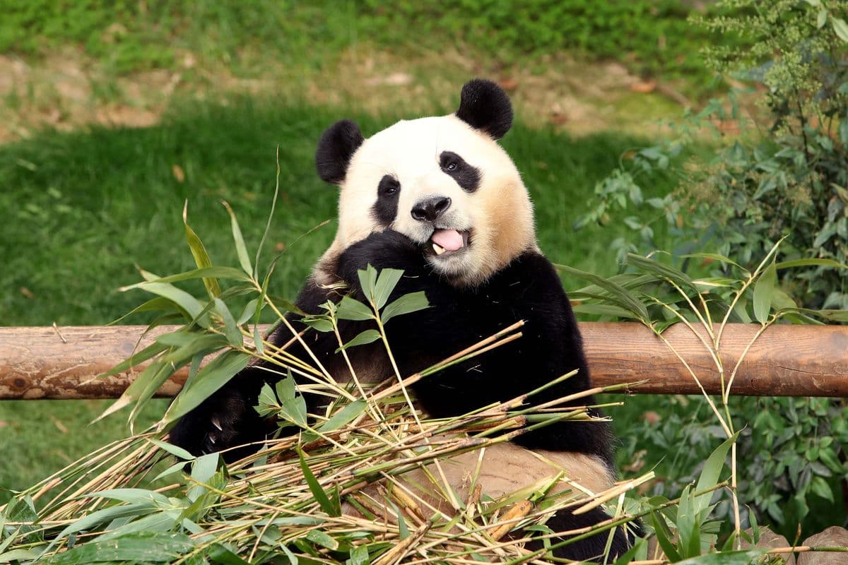 Panda di Jepang Barat Nikmati Suguhan Istimewa pada Hari Ibu