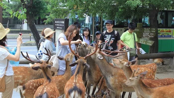 Lindungi Rusa Suci, Jepang Bikin Pengganti 'Kantong Plastik' Bisa Dimakan