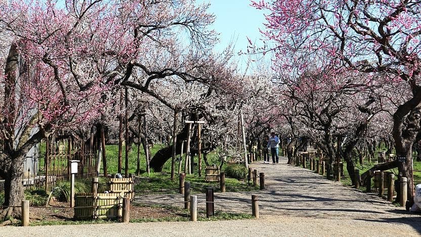 Wisatawan di Jepang Nikmati Pemandangan Bunga Plum dan Cicipi Anggur Plum