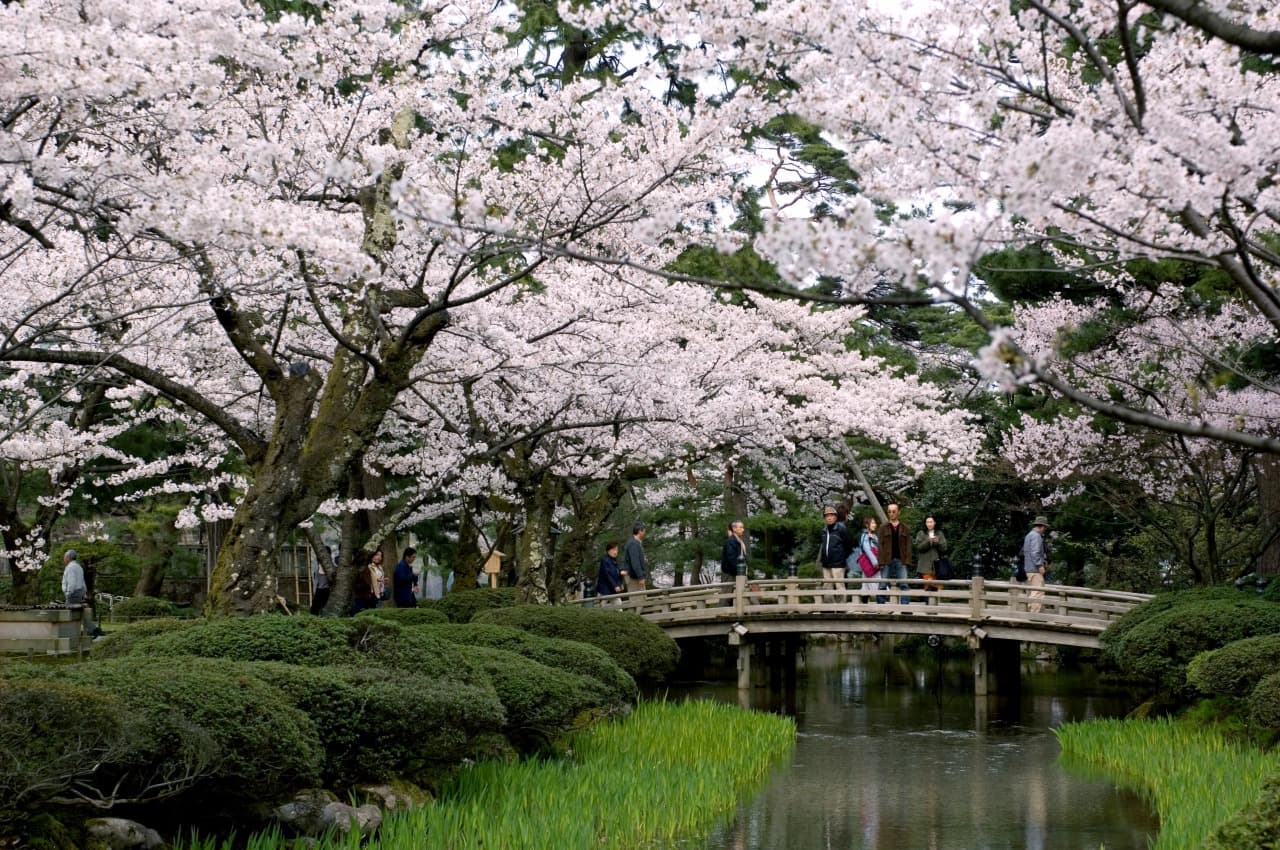 Taman Kenroku-en di Kanazawa Dibuka untuk Melihat Sakura Gratis