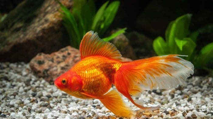 Polisi Jepang Tangkap 2 Penjual Ikan Cupang Ilegal
