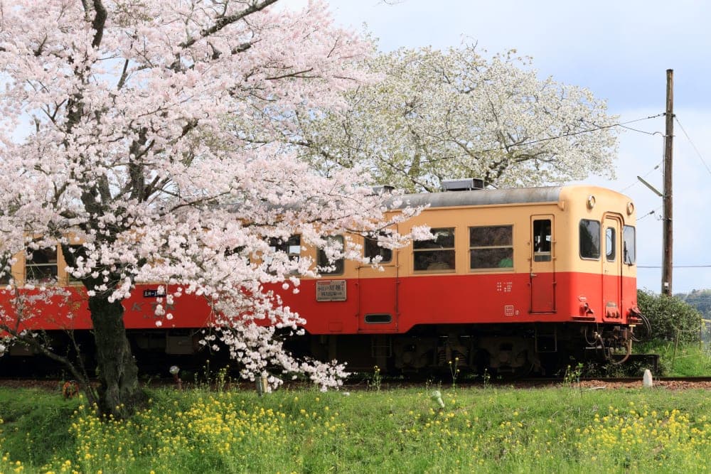 Kampai! Serunya Naik Kereta Jepang Ditemani 12 Merk Sake Lokal