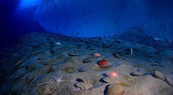 Peneliti Jepang Temukan Sumber Daya Mineral Besar di Samudra Pasifik