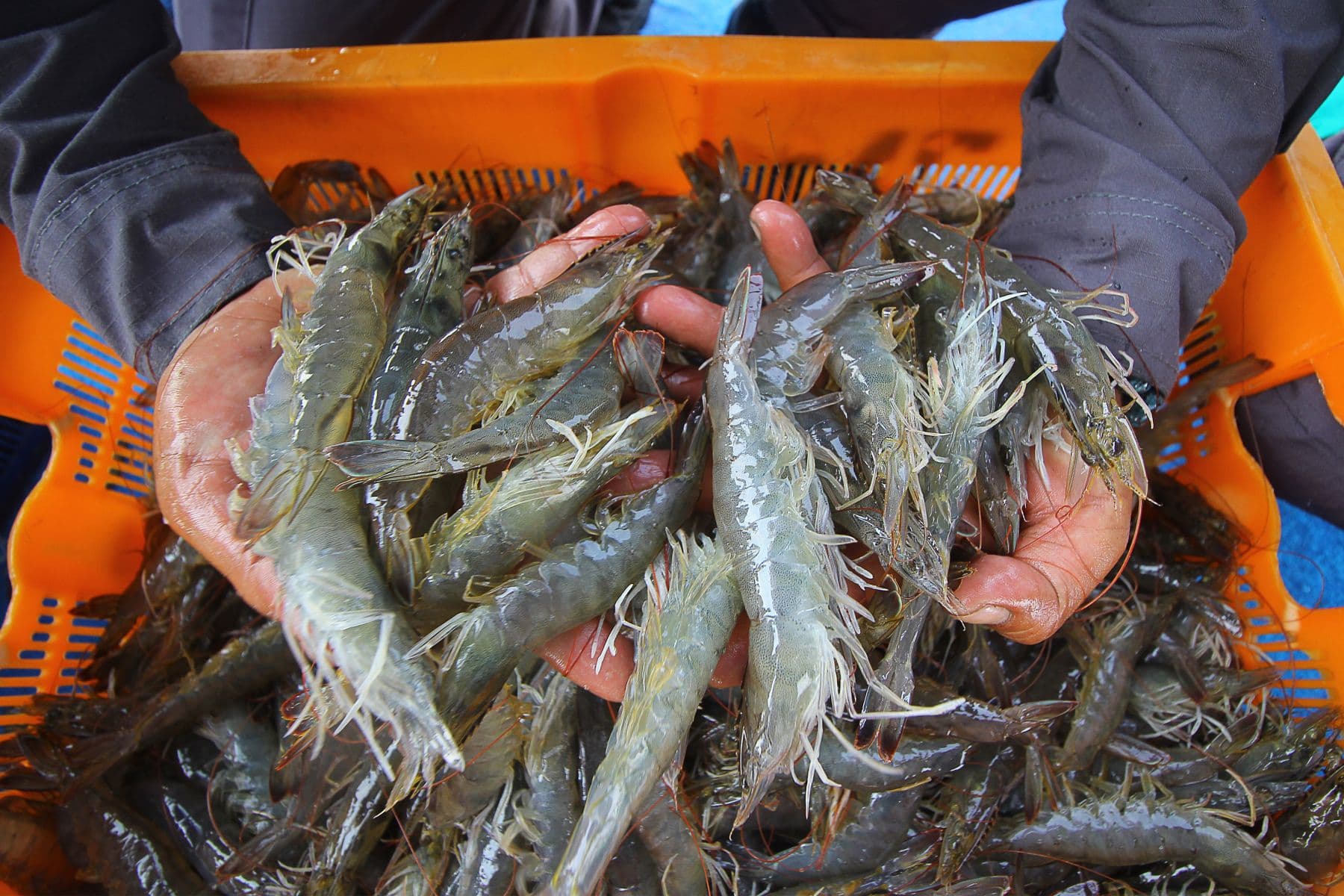 Musim Penangkapan Udang di Hokkaido Dimulai