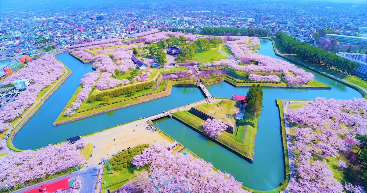 Sakura Mekar Penuh di Taman Bersejarah di Hakodate, Hokkaido