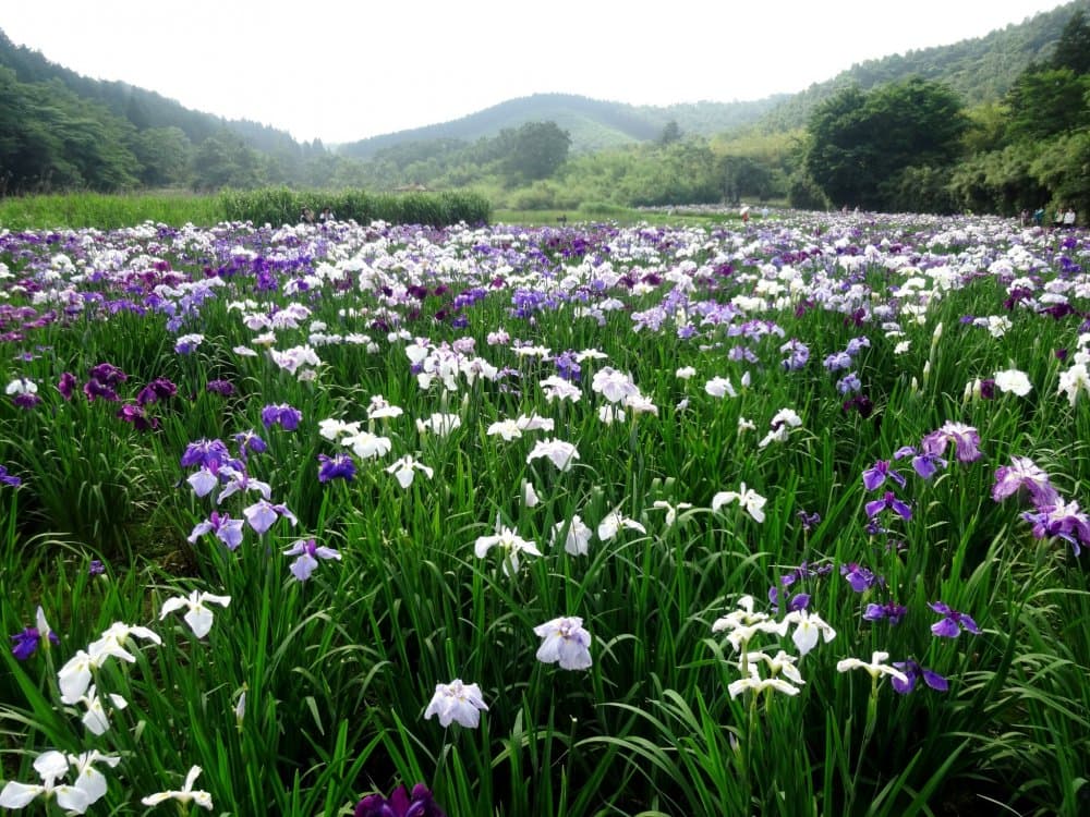 Bunga Iris Mekar Sempurna di Taman Niigata Jepang Tengah