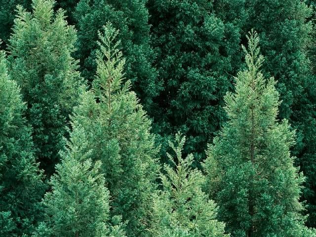 Serbuk Sari Pohon Cedar Mulai Menyebar di Tokyo
