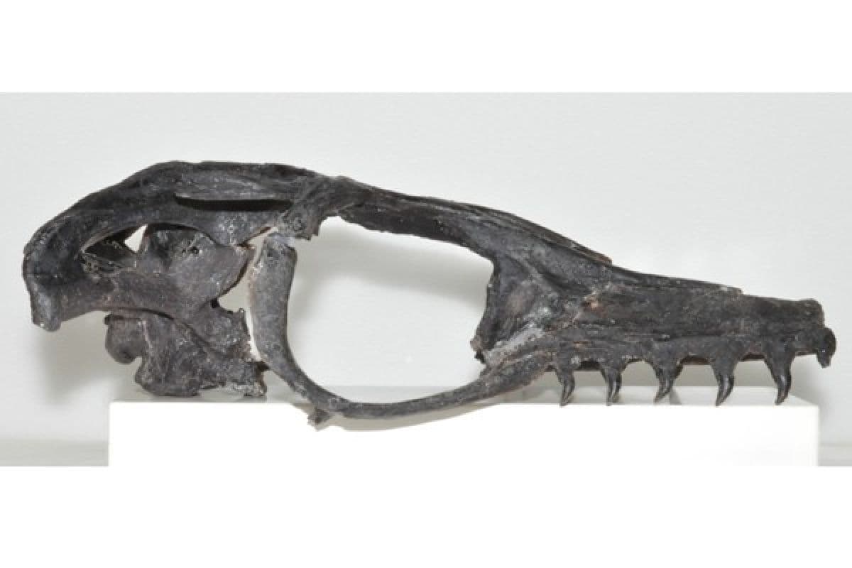Fosil di Jepang Diidentifikasi sebagai Spesies Baru Mosasaurus