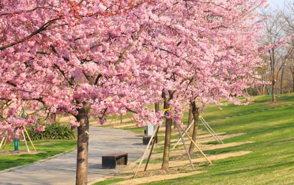 Bunga Sakura Mekar Penuh di Taman di Kyiv