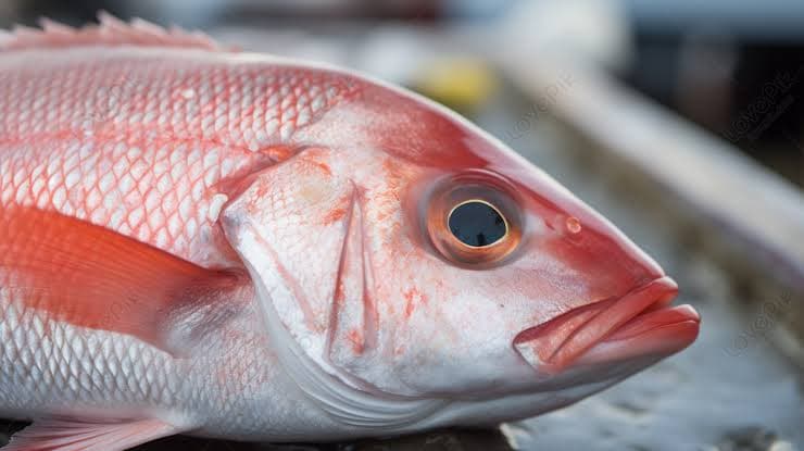 Tangkapan "Ikan Kakap Sakura" Meningkat Dibandingkan 2023