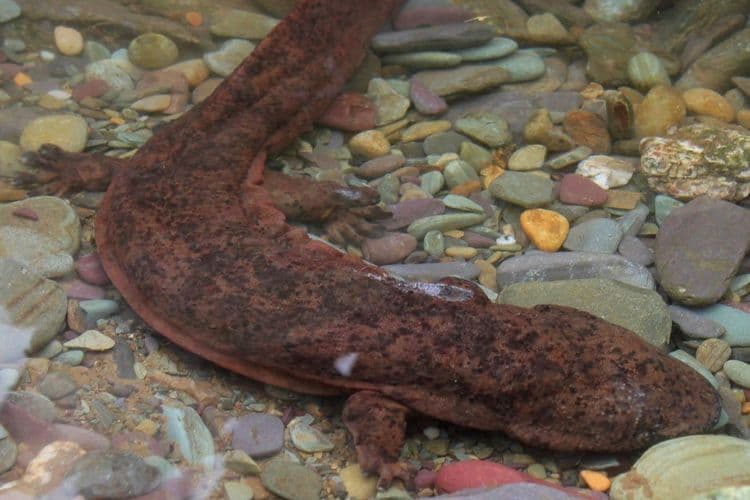 Salamander Raksasa Cina yang Terancam Punah Ditemukan di Jepang
