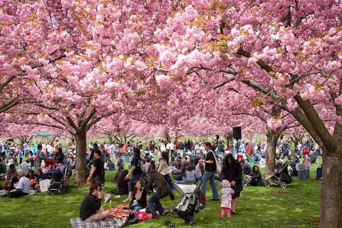 Mau Lihat Bunga Sakura di Jepang? Ini Jadwal dan Lokasinya di Tahun 2024