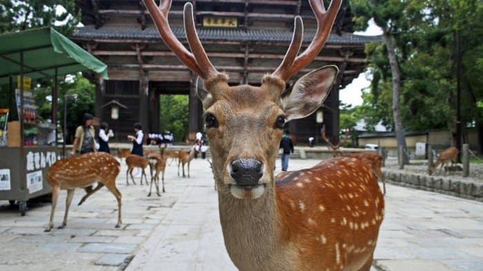 Pemanggilan Rusa Musim Dingin Dimulai di Nara