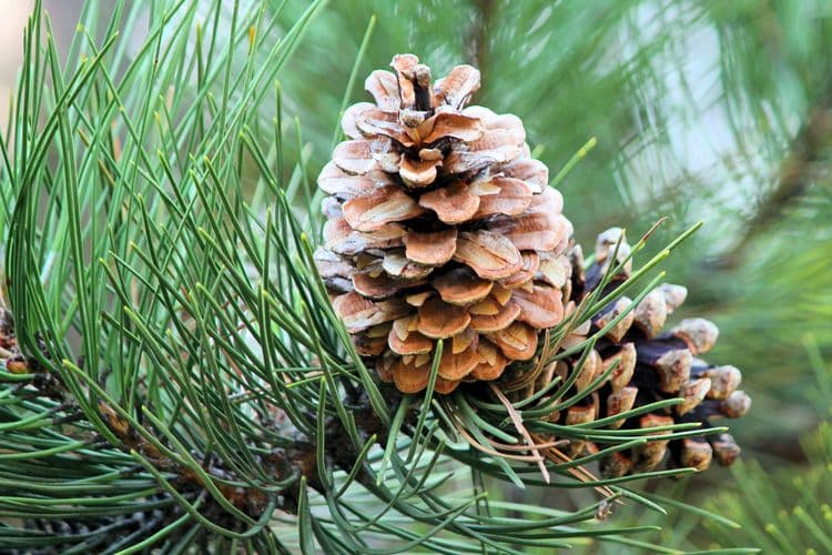 Lelang Pohon Pinus bagi "Keberuntungan" di Tahun Baru