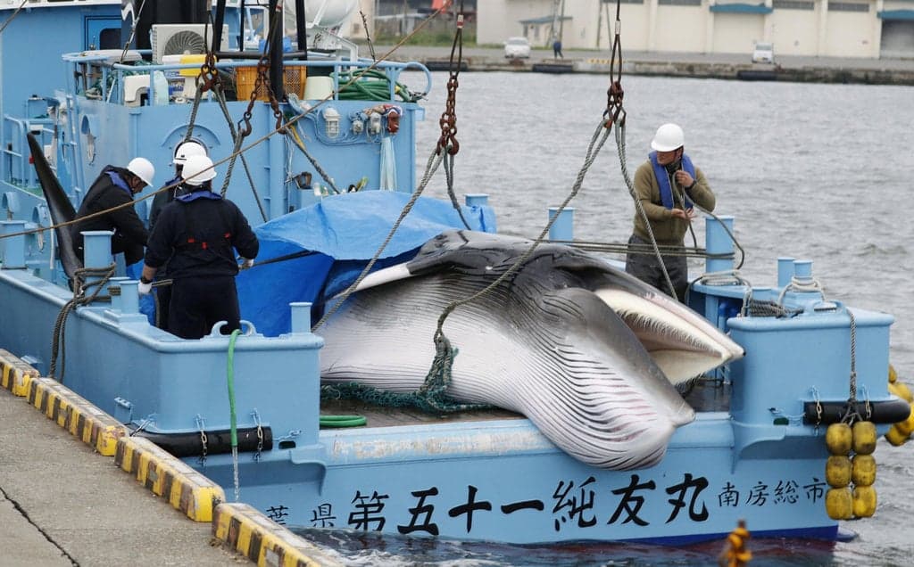 Jepang Akan Masukkan Paus Sirip ke Daftar Perburuan Komersial