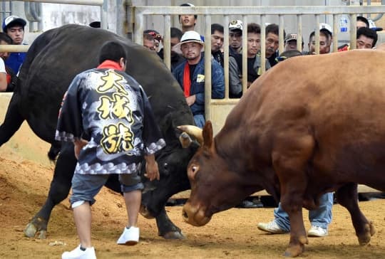Adu Banteng Tradisional Diadakan di Jepang Tengah