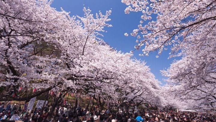 Taman Ueno di Tokyo Dipadati Orang yang Menikmati Bunga Sakura