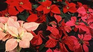 Poinsettia Raksasa Mekar Penuh di Kebun Raya Jepang Tengah