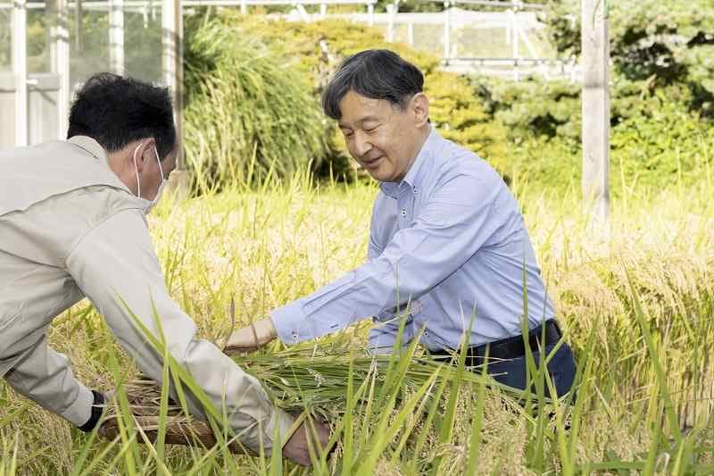 Kaisar Jepang Panen Padi Baru di Istana Kekaisaran