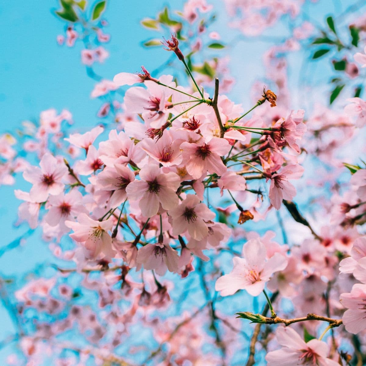 Bunga Sakura Mulai Bermekaran di Tokyo