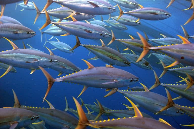 30 Ton Tuna Sirip Kuning Dibongkar Muat di Pelabuhan Kagoshima