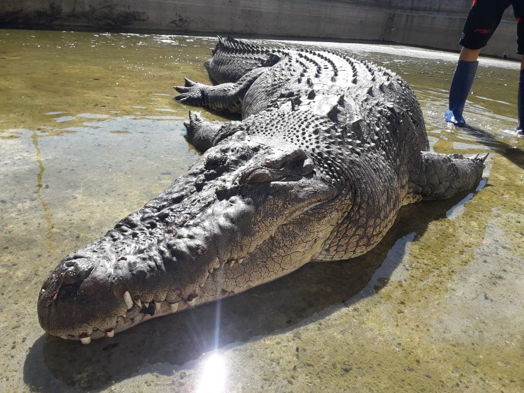 Buaya Dimandikan Menjelang Akhir Tahun di Kebun Binatang Jepang Tengah