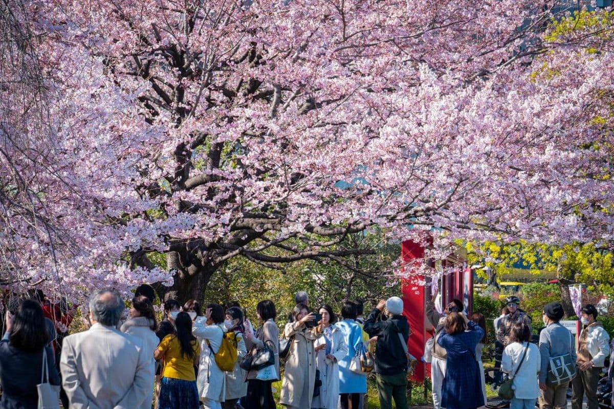 Festival Bunga Sakura di Kota Tama Bantu Korban Gempa