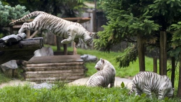 3 Harimau Putih Huni Kandang Baru di Kebun Binatang Jepang Barat