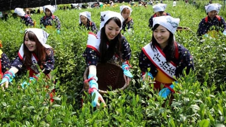 Petani Mulai Memanen Daun Teh Hijau di Dekat Tokyo