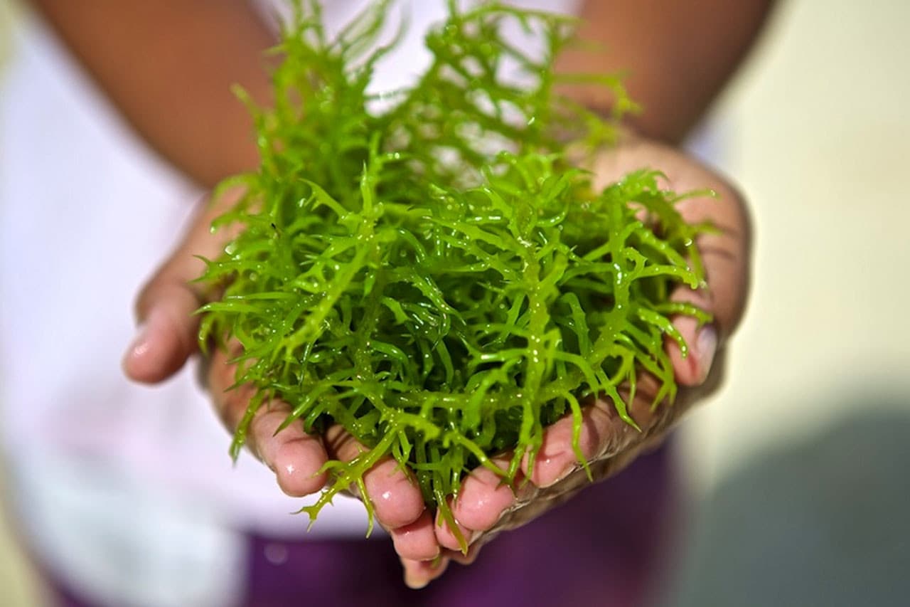 Petani Rumput Laut di Saga Bertekad Merebut Kembali Mahkota Nasional