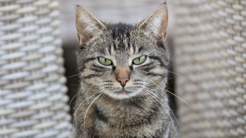 Kucing Nyemplung di Tong Berisi Zat Beracun Bikin Geger Fukuyama Jepang