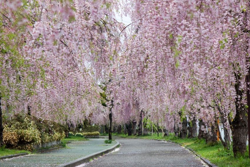 Pohon "Sakura Air Terjun" Mekar Penuh di Jepang Timur Laut