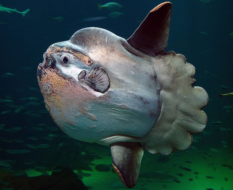 Video Langka Ikan Mola-Mola Telan Ubur-Ubur Menjadi Viral