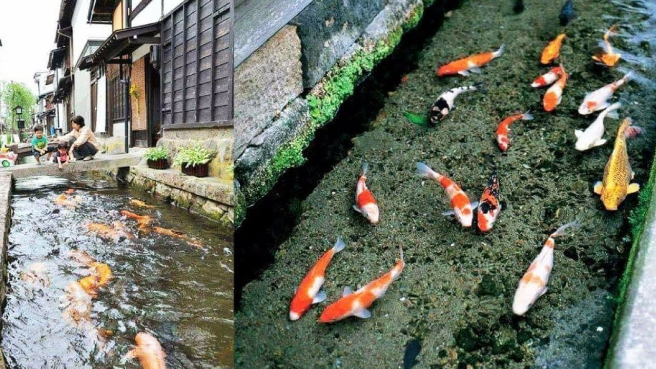 Viral Pria Takjub Selokan di Jepang Berisi Ikan Koi, Kalau di Indonesia Diculik Kamu!
