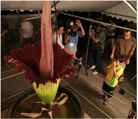 Masyarakat Tokyo Terpesona oleh Mekarnya Salah Satu Bunga Terbesar di Dunia