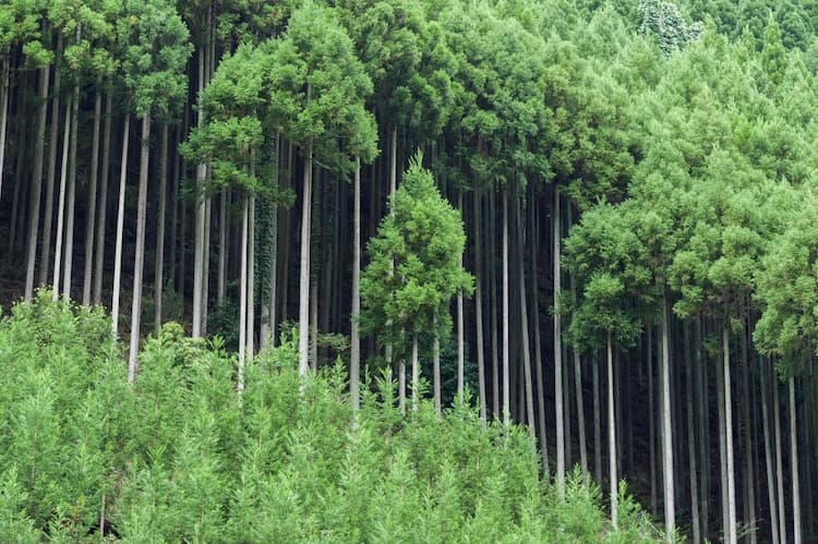 20% Hutan Cedar Jepang Diprioritaskan untuk Tangani Alergi Polen