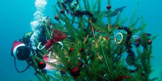 Pohon Natal Bawah Laut Dipasang di Provinsi Wakayama