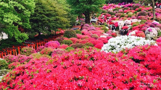 Azalea Mekar Penuh di Wilayah Dataran Tinggi Yunomaru