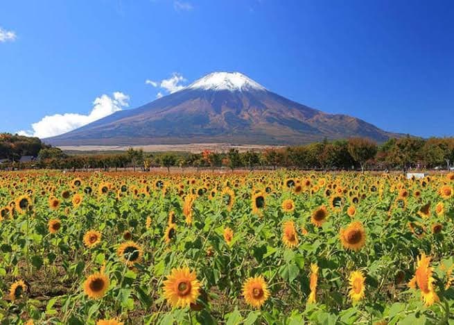 Tokyo dan Sekitarnya Nikmati Cuaca seperti Musim Panas