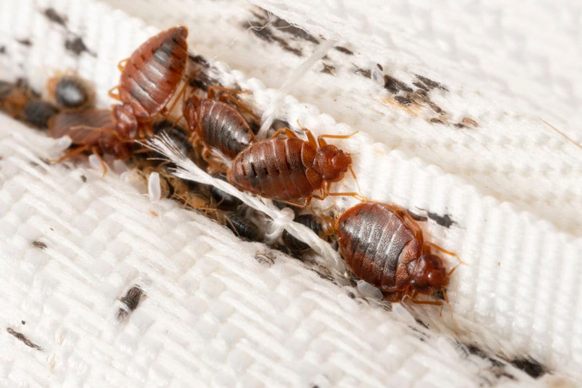 Permintaan Pestisida Tinggi Akibat Wabah Kutu Busuk